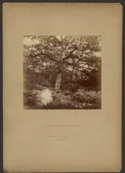 Floresta de Fontainebleau