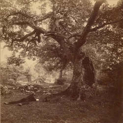 Floresta de Fontainebleau