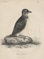 Megalus Cassinii, litho por JT Bowen, 1850