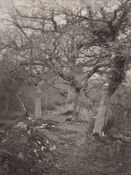 Floresta de Fontainebleau, década de 1870.