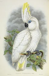 Cacatua de olhos azuis