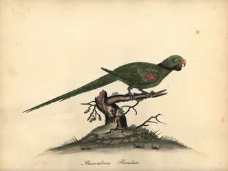 Periquito alexandrino, Psittacula eupatria. (Psittacus alexandri) Gravura em placa de cobre colorida à mão de uma ilustração de William Hayes de Retratos de pássaros raros e curiosos do zoológico de Osterly Park.
