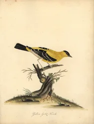 Pintassilgo americano, Carduelis tristis. (Yellow goldfinch, Fringilla tristis) Gravação manual em chapa de cobre colorida de uma ilustração de William Hayes de Portraits of Rare and Curious Birds from the Menagery of Osterly Park.
