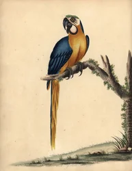 Arara azul e amarela, Ara ararauna. (Arara azul e amarela, Psittacus ararauna) Gravura em placa de cobre colorida à mão de uma ilustração de William Hayes de Retratos de pássaros raros e curiosos do Menagery of Osterly Park, Londres: Bulmer