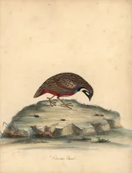 Codorna de peito azul, Coturnix chinensis. (Codorniz chinesa, Tetrao chinensis) Gravura em placa de cobre colorida à mão de uma ilustração de William Hayes de Retratos de pássaros raros e curiosos do Menagery of Osterly Park, Londres: Bulmer