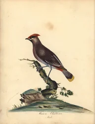 Tagarela-europeu, Bombycilla garrulus. (Tagarela, Ampelis garrulus) Gravura em cobre colorida à mão de uma ilustração de A. (Ann) Hayes de 