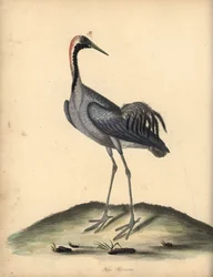 Guindaste comum, Grus grus. (Ardea grus) Gravura em placa de cobre colorida à mão de uma ilustração de William Hayes de Retratos de pássaros raros e curiosos do zoológico de Osterly Park.