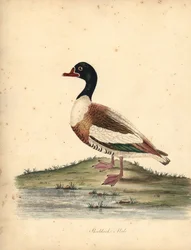 Pato comum, Tadorna tadorna tadorna. (Shieldrake, Anas tadorna.) Gravação manual em chapa de cobre colorida de uma ilustração de William Hayes de Portraits of Rare and Curious Birds from the Menagery of Osterly Park (Londres: Bulmer