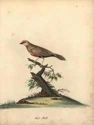 Cera comum, Estrilda astrilda astrild. (Loxia astreld) Gravação manual em chapa de cobre colorida de uma ilustração de William Hayes de Portraits of Rare and Curious Birds from the Menagery of Osterly Park.