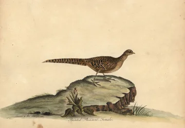 Faisão dourado ou chinês, Chrysolophus pictus, fêmea. (Faisão pintado, Phasianus pictus) Gravura em placa de cobre colorida à mão de uma ilustração de Ann e Emily Hayes de William Hayes