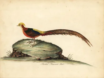 Faisão dourado ou chinês, Chrysolophus pictus, macho (faisão pintado, Phasianus pictus) Gravação manual em chapa de cobre colorida de uma ilustração de William Hayes de Portraits of Rare and Curious Birds from the Menagery of Osterly Park, Londres: Bulmer