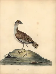 Abetarda, Otis tarda, fêmea. Vulnerável. Gravura em placa de cobre colorida à mão de uma ilustração de William e Emily Hayes de Retratos de pássaros raros e curiosos de William Hayes do zoológico de Osterly Park.