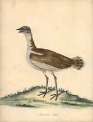 Abetarda, Otis tarda, macho. Vulnerável. Gravura em placa de cobre colorida à mão de uma ilustração de William Hayes de Retratos de pássaros raros e curiosos do zoológico de Osterly Park (Londres: Bulmer
