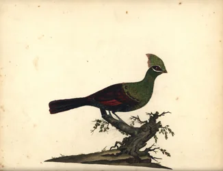 Guiné ou turaco verde, Tauraco persa. (Touraco, Cuculus persa) Gravura em chapa de cobre colorida à mão de uma ilustração de William Hayes, de Portraits of Rare and Curious Birds from the Menagery of Osterly Park, Londres: Bulmer