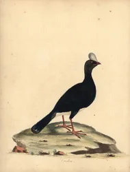 Mutum com chifres, Pauxi unicornis. Ameaçadas de extinção. (Cushuw, Crax pauxi). Gravura em placa de cobre colorida à mão de uma ilustração de William Hayes de Retratos de pássaros raros e curiosos do zoológico de Osterly Park (Londres: Bulmer