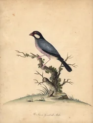 Pardal de Java, Lonchura oryzivora. Vulnerável. (Java grosbeak, Loxea oryxivora) Gravura em placa de cobre colorida à mão de uma ilustração de William Hayes de Retratos de pássaros raros e curiosos do Menagery of Osterly Park, Londres: Bulmer
