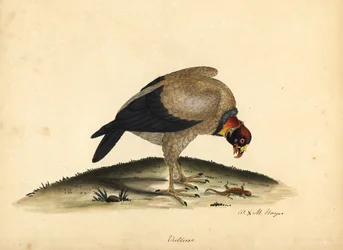 Abutre rei, papa Sarcoramphus (papa Vultur). Gravura em chapa de cobre colorida à mão de uma ilustração de William Hayes e da sua filha M (Matilda) de Portraits of Rare and Curious Birds from the Menagery of Osterly Park.