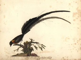 Viúva-do-paraíso-de-cauda-longa, Vidua paradisaea, macho. (Tentilhão-de-cauda-longa e peito-vermelho, Emberiza paradisaea) Ilustração de William Hayes de Portraits of Rare and Curious Birds from the Menagery of Osterly Park, Lo