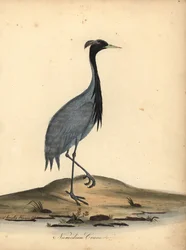 Mademoiselle crane, Anthropoides virgo (grua numidiana, Ardea virgo). Gravura em chapa de cobre colorida à mão de uma ilustração de Ann e Emily Hayes dos Retratos de Aves Raras e Curiosas de William Hayes, do Menagery of Osterly Park.