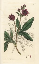Pântano cinquefoil, pântano Comarum. Gravura em chapa de cobre colorida à mão por James Sowerby, de James Smith