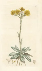 Pulga da montanha, Tephroseris integrifolia (Cineraria integrifolia). Gravura em cobre colorida à mão por James Sowerby de James Smith