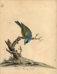 Pintado, Passerina ciris, feminino. Quase ameaçada. Gravura em chapa de cobre colorida à mão de uma ilustração de William Hayes de Portraits of Rare and Curious Birds from the Menagery of Osterly Park (Londres: Bulmer