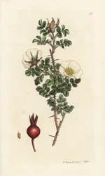 Borrão rosa, Rosa spinosissima. Gravura em chapa de cobre colorida à mão por James Sowerby, de James Smith