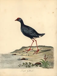 swamphen roxo, Porphyrio porphyrio. (Gallinule roxo, Fulica porphyrio) Gravura em placa de cobre colorida à mão de uma ilustração de William Hayes de Retratos de pássaros raros e curiosos do zoológico de Osterly Park (Londres: Bulmer
