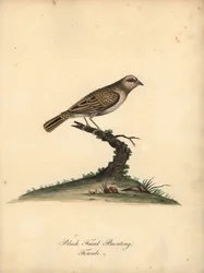 Quelea-de-bico-vermelho, Quelea quelea, fêmea. (Bandeira de cara preta, Embereza quelea) Gravura em cobre colorida à mão de uma ilustração de William Hayes de Portraits of Rare and Curious Birds from the Menagery of Osterly Park (Londres: Bulmer