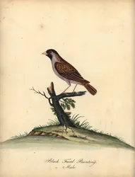 Quelea-de-bico-vermelho, Quelea quelea, macho. (Bandeira de cara preta, Embereza quelea) Gravura em cobre colorida à mão de uma ilustração de William Hayes de Portraits of Rare and Curious Birds from the Menagery of Osterly Park (Londres: Bulmer