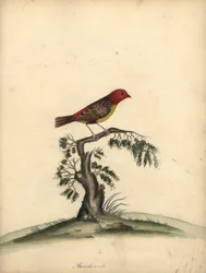 Avadavat vermelho, Amandava amandava. (Amaduvade, Fringilla amandava) Gravura em placa de cobre colorida à mão de uma ilustração de William Hayes de Retratos de pássaros raros e curiosos do zoológico de Osterly Park.