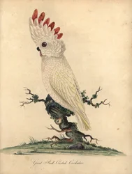 Cacatua-das-Molucas, Cacatua moluccensis. (Grande cacatua-de-crista-vermelha) Vulnerável. Gravura em cobre colorida à mão de uma ilustração de William Hayes de 
