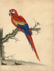Arara escarlate, Ara macao. (arara vermelha e azul, Psittacus macao) Gravura em chapa de cobre colorida à mão de uma ilustração de William Hayes e da sua filha Matilda dos Retratos de Aves Raras e Curiosas de William Hayes do Menagery of Osterly Park (Lond