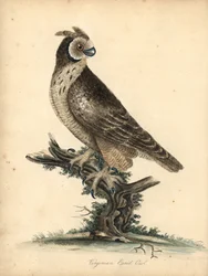 Coruja de orelhas curtas, Asio flammeus (coruja auricular da Virgínia) Gravação em chapa de cobre colorida à mão de uma ilustração de William Hayes e da sua filha M (Matilda) de Portraits of Rare and Curious Birds from the Menagery of Osterly Park, Londres