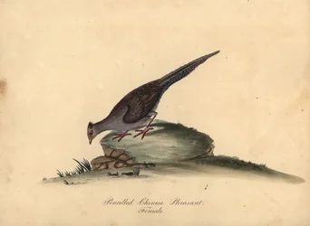 Faisão prateado, Lophura nycthemera, fêmea. (Faisão chinês a lápis, Phasianus nycthemerus) Gravura em placa de cobre colorida à mão de uma ilustração Matilda Hayes de Retratos de pássaros raros e curiosos de William Hayes do zoológico de Osterly Park,