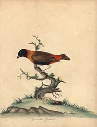 Bispo vermelho do sul, orix Euplectes. (Granadier grosbeak, Loxia orix) Gravura em placa de cobre colorida à mão de uma ilustração de William Hayes de Retratos de pássaros raros e curiosos do Menagery of Osterly Park, Londres: Bulmer