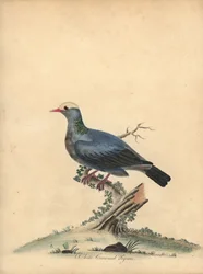 Pombo de coloração branca, Patagioenas leucocephala. Quase ameaçado. (Columba leucocephala) Gravura em chapa de cobre colorida à mão de uma ilustração de William Hayes, de Portraits of Rare and Curious Birds from the Menagery of Osterly Park.