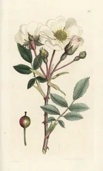 Rosa-de-cão branca, Rosa arvensis. Gravura em cobre colorida à mão por James Sowerby de James Smith