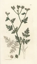 Flor de renda branca, Orlaya grandiflora (pequeno caucalis ou salsa basard, Caucalis daucoides). Gravura em cobre colorida à mão por James Sowerby de James Smith