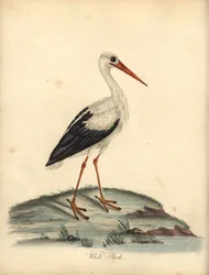 Cegonha branca, Ciconia ciconia. (Ardea ciconia) Gravura em chapa de cobre colorida à mão de uma ilustração de William Hayes e Matilda Hayes dos Retratos de Aves Raras e Curiosas de William Hayes do Menagery of Osterly Park, Londres: Bulmer