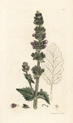 Esclareia inglesa selvagem, Salvia verbenaca. Gravura em cobre colorida à mão por James Sowerby de James Smith