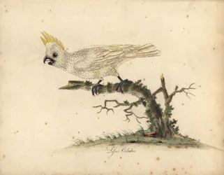 Cacatua-de-crista-amarela, Cacatua sulphurea. Criticamente em perigo. (Cacatua-de-crista-amarela-pequena) Gravura em cobre colorida à mão, a partir de uma ilustração de William Hayes de Portraits of Rare and Curious Birds from the Menagery of Osterly Park.