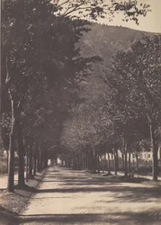 Beco das Árvores, Pau, 1854.
