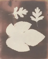 1. Folha de figo. 2. Leaf of White Thorn, 1839.