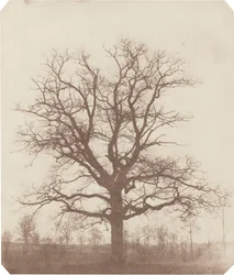 Carvalho, meados da década de 1840 (foto)
