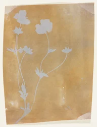 Caule de folhas e flores