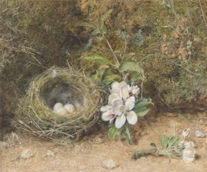 Ninho de Pássaro com Sprays de Flores de Maçã, c.1845-50 (bodycolour e wc com giz e goma sobre papel)
