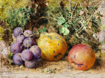 Uvas pretas, marmelo e Newtown Pippin, 1861 (wc no cartão)