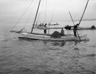 Ostra de dragagem. c.1890-1910