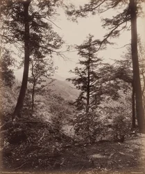 Vista do penhasco, através das árvores,c. 1895 (foto)
